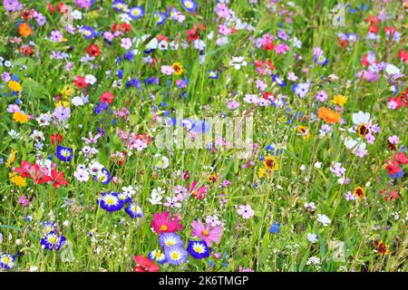 Bunte Blumenwiese in der Grundfarbe Grün mit verschiedenen Wildblumen Stockfoto