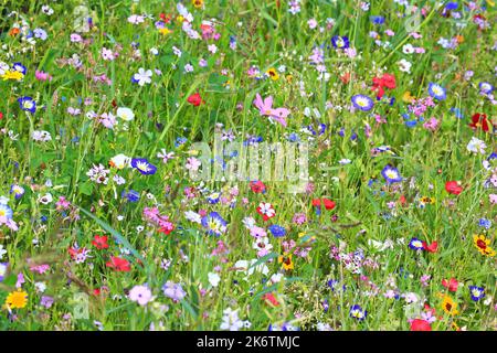 Bunte Blumenwiese in der Grundfarbe Grün mit verschiedenen Wildblumen Stockfoto