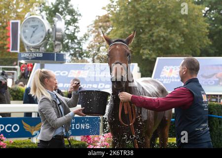 Ascot, Bergen, Großbritannien. 15.. Oktober 2022. Pferd Trueshan unter Jockey Hollie Doyle gewinnt den QIPCO British Champions Long Distance Cup (Klasse 1) (Gruppe 2) (British Champions Series) beim QIPCO British Champions Day auf der Ascot Racecourse gegen Pferd Coltrane unter Jockey David Probert. Eigentümer Singula Partnerschaft. Trainer Alan King, Barbury Castle. Züchter Didier Blot2, Sponsor Goodwin Racing Ltd Quelle: Maureen McLean/Alamy Live News Stockfoto