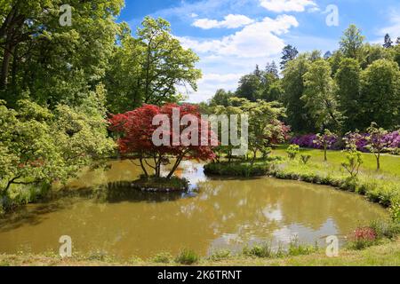 Glatter japanischer Ahorn (Acer palmatum) auf kleiner Insel im Teich, Schlosspark, erschuf 18. Jahrhundert Teich, Rhododendronblüte im Rücken, Berleburg Stockfoto
