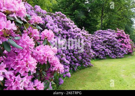 Rhododendron Blume (Rhododendron campanulatum) im Schlosspark, im 18.. Jahrhundert geschaffen. Schloss Berleburg, Stammsitz der Stockfoto