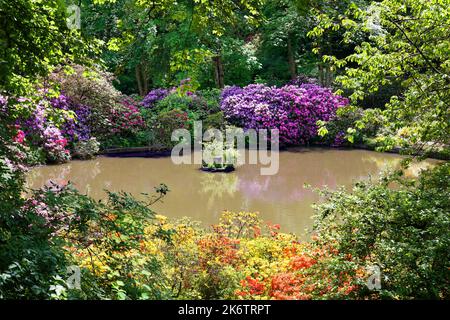 Rhododendron blüht um einen Teich im Schlosspark, der im 18.. Jahrhundert entstanden ist. Schloss Berleburg, Stammsitz der Stockfoto