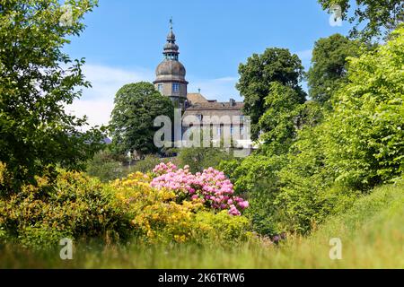Rhododendronblüte im Schlosspark, der im 18.. Jahrhundert auf der Rückseite der Burg Berleburg, Stammsitz der Burg, entstanden ist Stockfoto
