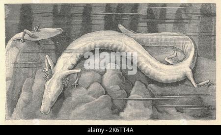 Antike gravierte Illustration des Olms oder Proteus. Vintage-Illustration des Olms. Altes eingraviertes Bild des Proteus. Der Olm oder Proteus (Proteus anguinus) ist ein aquatischer Salamander aus der Familie der Proteidae, der einzigen ausschließlich in Höhlen lebenden Chordatenart Europas. Im Gegensatz zu den meisten Amphibien ist es völlig aquatisch, isst, schläft und brütet unter Wasser. Sie lebt in Höhlen der Dinarischen Alpen und ist endemisch in den Gewässern, die im Einzugsgebiet des Flusses Soča (Italienisch: Stockfoto