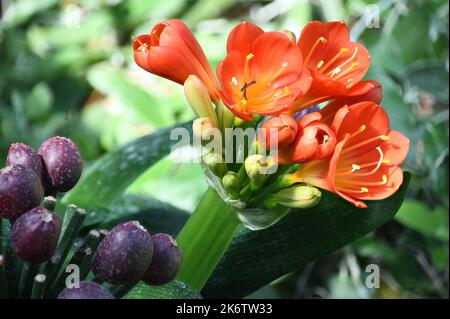 Orangefarbene Buschlilie in einem botanischen Garten Stockfoto