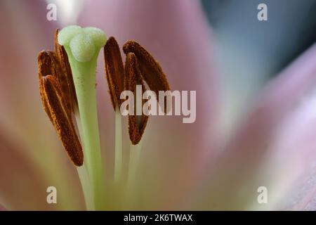 Light Pink Lily fotografiert in einem botanischen Garten in New Mexico Stockfoto