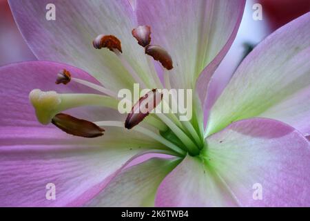 Light Pink Lily fotografiert in einem botanischen Garten in New Mexico Stockfoto