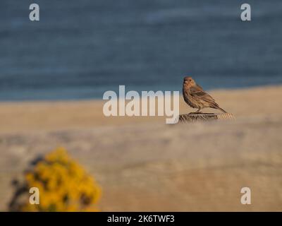 Kleiner Sperling, der auf einem Zaunpfosten an der Küste von New Jersey sitzt, mit einer gelben Pflanze, die im Vordergrund unscharf ist. Stockfoto