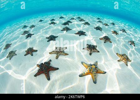Auf einem flachen, sandigen Meeresboden in Indonesien findet sich eine große Ansammlung von Schokoladenschnitzelsternen, Protoreaster nodosus. Stockfoto