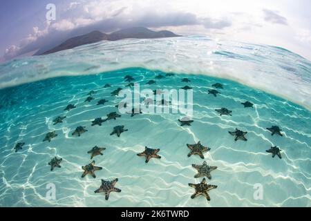 Auf einem flachen, sandigen Meeresboden in Indonesien findet sich eine große Ansammlung von Schokoladenschnitzelsternen, Protoreaster nodosus. Stockfoto