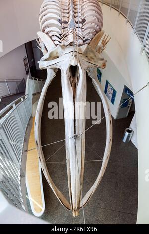 Bogenkopf-Wal; Balaena mysticetus; agviq; Universität von Alaska; Museum des Nordens; Fairbanks; Alaska; USA Stockfoto