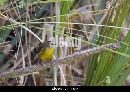 goldkronenwaldsänger (Basileuterus culicivorus), der in einem Busch steht Stockfoto