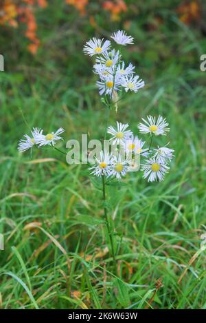 Eine blühende Pflanze von erigeron annuus, die am frühen Morgen an einem sonnigen Herbsttag mit Tautropfen bedeckt ist, auch bekannt als östliche Gänseblümchen-Flabane, Gänseblümchen-Fle Stockfoto