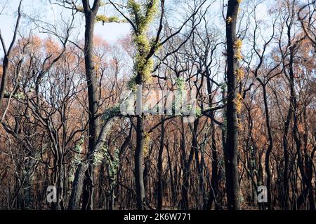 Regenerierende Landschaft nach einem Buschfeuer in den Dandenong Ranges. Stockfoto