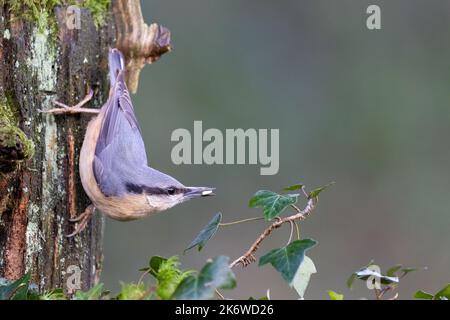 Nuthatch [ Sitta europaea ] auf altem moosigen Stumpf mit Samen im Schnabel und Efeu im Vordergrund Stockfoto