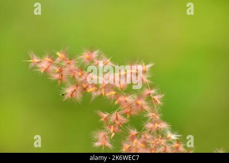 Haarige, rötliche Graskerne, die im Wind vor Bokeh-Hintergrund schwanken. Natalgras. Melinis repens. Stockfoto