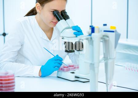 Junge Frau untersucht in einem mikrobiologischen Labor Mikroflora-Kulturen auf Petrischalen. Mädchen Laborantin mit Handschuhen sitzt an einem Mikroskop o Stockfoto
