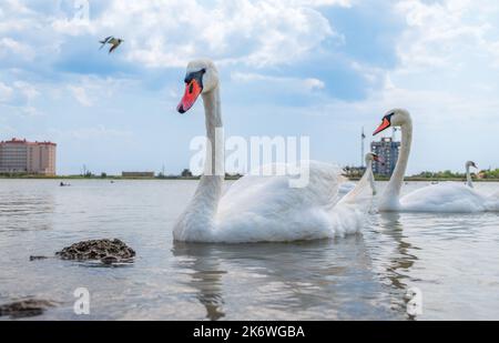 Eine große Schar anmutiger weißer Schwäne schwimmt im See, Schwäne in freier Wildbahn. Der stumme Schwan, lateinischer Name Cygnus olor. Stockfoto