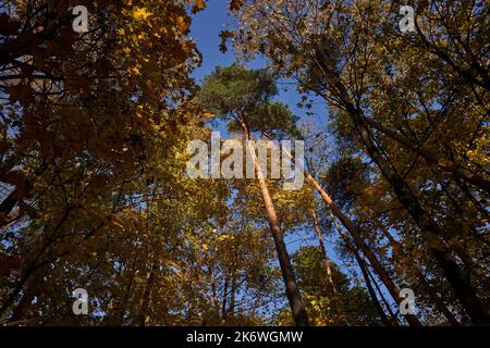 Herbstbäume gegen den trüben blauen Himmel am Nachmittag. Goldener Herbst Stockfoto