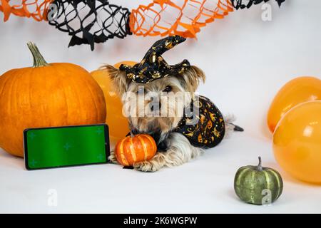 Ein Hund im Hexenkostüm, ein Telefon mit grünem Bildschirm und Kürbissen und Ballons Stockfoto