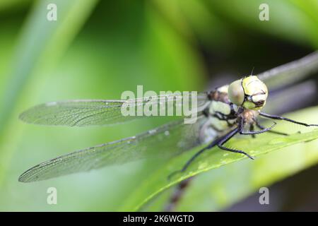 Die Libellen (Odonata) bilden eine Ordnung innerhalb der Insektenklasse (Insecta) Stockfoto