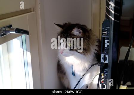 Die Puppenkatze sitzt hinter dem Fernseher und schaut aus dem Fenster Stockfoto
