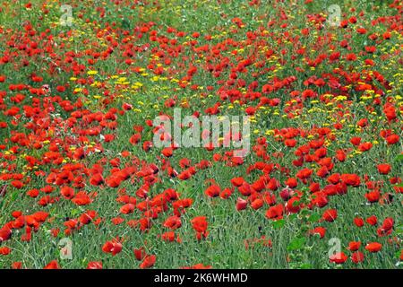 Mohnblumen auf dem Feld Stockfoto