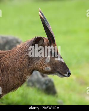 Porträt von Sitatunga-Antilope Tragelaphus spekii Stockfoto