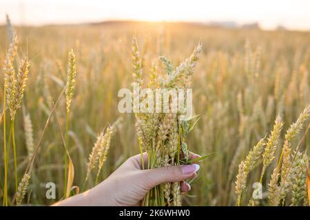 Nahaufnahme die Hände der Frau halten Ähren von Weizen, Roggen in einem Weizen-, Roggenfeld. Die Hand einer Frau hält reife Ähren von Getreide. Stockfoto