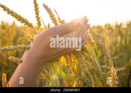 Nahaufnahme die Hände der Frau halten Ähren von Weizen, Roggen in einem Weizen-, Roggenfeld. Die Hand einer Frau hält reife Ähren von Getreide. Stockfoto