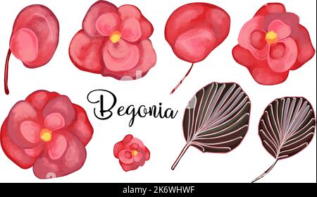 Die Begonia blüht immer. Rote Blumenelemente. Vektor-Set von Begonia-Elementen. Blätter, Knospen und Blütenblätter Stock Vektor