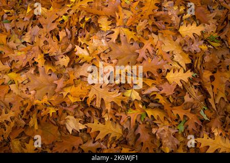 Herbst. Vom Baum gefallene Blätter, gelb, orange, trocken liegen auf dem Boden. Stockfoto
