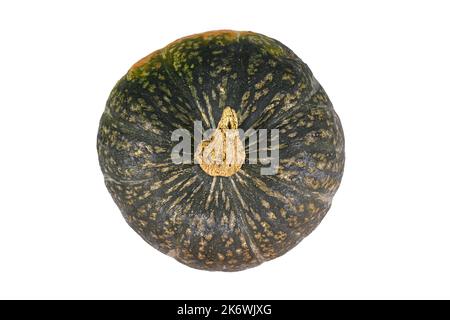 Draufsicht auf grünen Kabocha Hokkaido Squash auf weißem Hintergrund Stockfoto