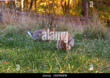 Flauschige Hörkaninchen sitzen auf einer grünen Wiese und fressen am Abend grünes Gras. Video 4K Stockfoto
