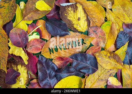 Kreatives buntes Monats-November-Herbstkonzept mit Blättern. Stockfoto