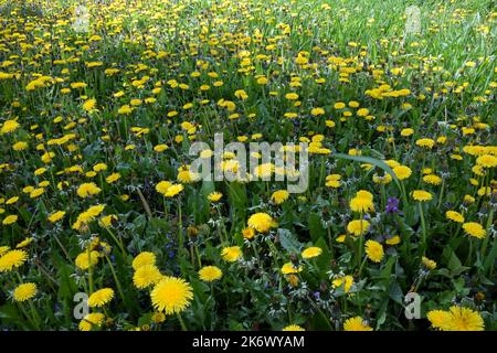 Rasen mit vielen gelben Dandelion-Blüten auf dem ganzen Hintergrund mit grünem Gras Stockfoto