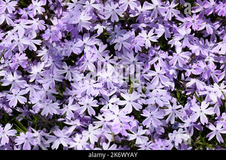 Viele Phlox-Blüten in weichem Lila über den gesamten Rahmen. Zwischen ihnen sind Blätter sichtbar. Stockfoto