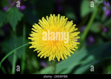In der Mitte des Rahmens befindet sich eine gelbe Nelkenkugelblume aus der Nähe. Stark verschwommener Hintergrund von Gras und Blättern Stockfoto