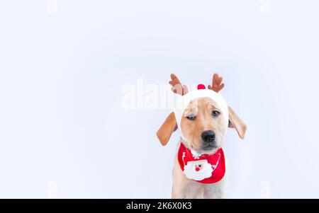 Labrador Puppy Dog mit weihnachtlicher Rentiermütze, auf weißem Hintergrund Stockfoto