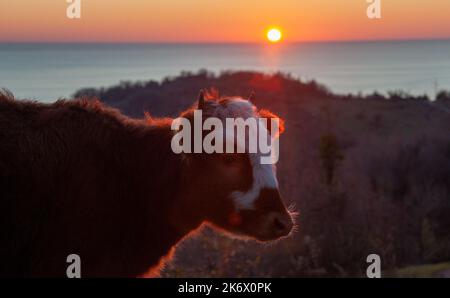 Rotes Kalb in den Strahlen der untergehenden Sonne an der Küste Stockfoto