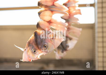 Rohe Fische, getrocknet auf einem Balkon horizontale Komposition Stockfoto