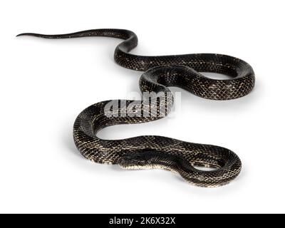 Ganzkörperbild einer schwarzen Rattenschlange alias Pantherophis obsoletus. Isoliert auf weißem Hintergrund. Stockfoto