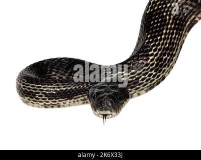 Kopfaufnahme einer schwarzen Rattenschlange alias Pantherophis obsoletus. Zunge raus. Isoliert auf weißem Hintergrund. Stockfoto