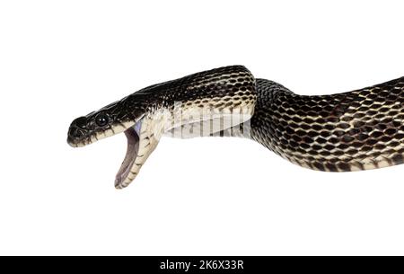 Kopfaufnahme einer schwarzen Rattenschlange alias Pantherophis obsoletus. Mund weit geöffnet. Isoliert auf weißem Hintergrund. Stockfoto