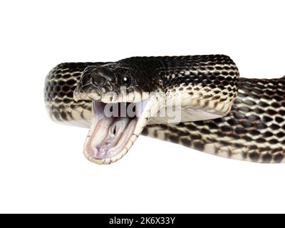 Kopfaufnahme einer schwarzen Rattenschlange alias Pantherophis obsoletus. Mund weit geöffnet. Isoliert auf weißem Hintergrund. Stockfoto