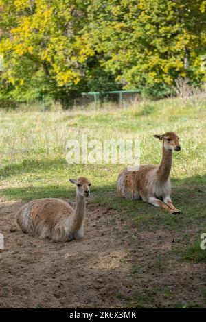 Paar Lamas vicugna, die auf dem Gras während des sonnigen Tages liegen Stockfoto