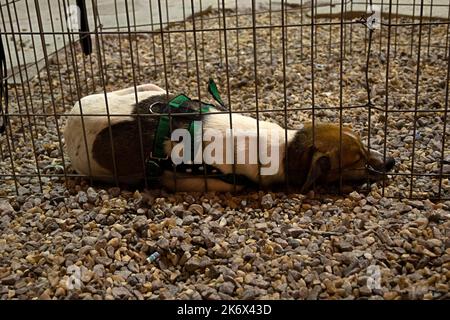 Goiânia, Goias, Brasilien – 15. Oktober 2022: Ein karamellfarbener Hund, der auf einer Adoptionsmesse in einer Feder liegt. Stockfoto