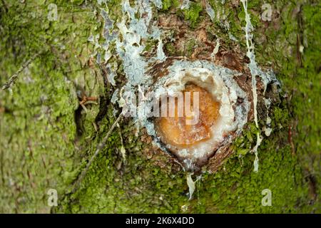Weißes Harz auf einem Baum, Nahaufnahme auf dem Stamm Stockfoto
