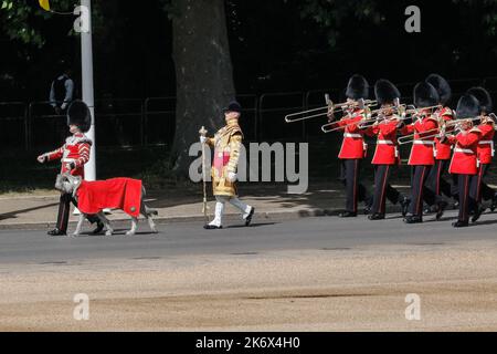 Seamus, der irische Wolfshund mit den Irish Guards bei der Colonel's Review, Trooping the Color, London, England, Großbritannien Stockfoto