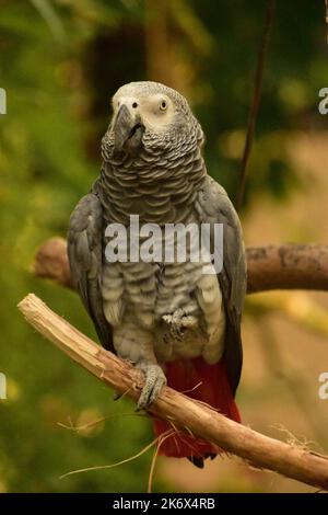 Grauer afrikanischer Papagei, dessen Fuß von einem Holzbarsch angehoben wurde. Stockfoto